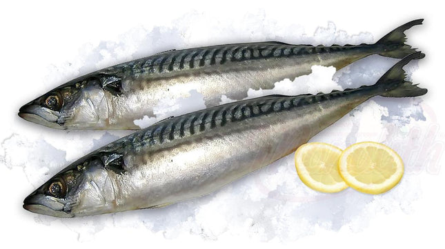 Mackerel with head gutted, frozen